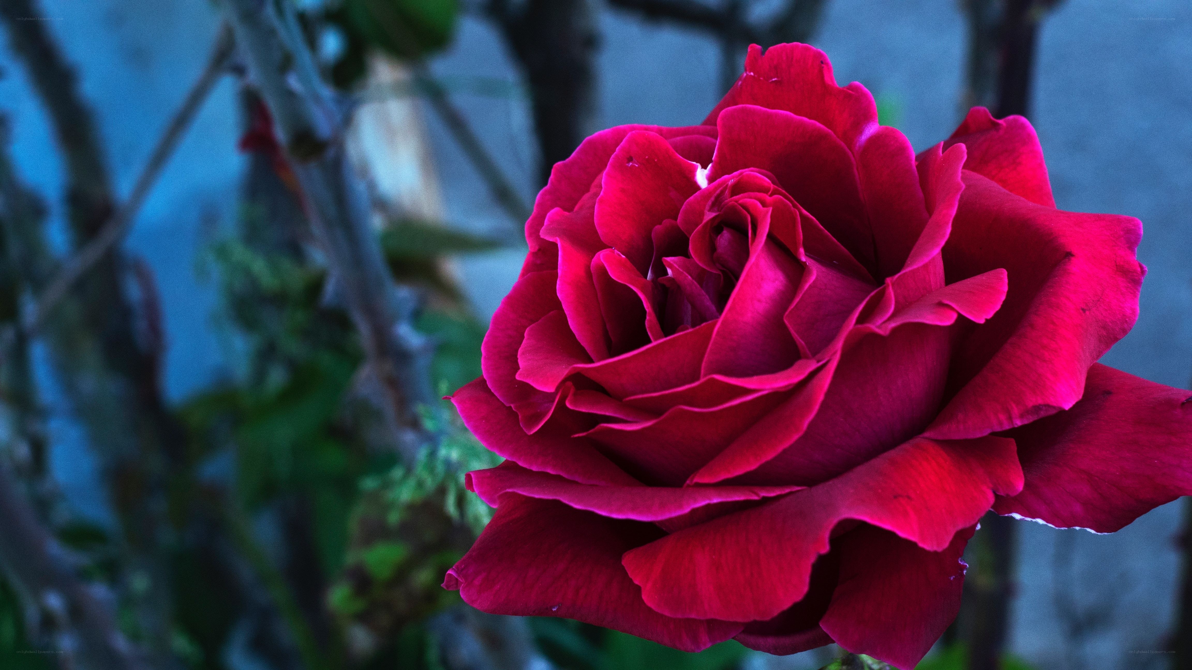 deep red rose in bloom