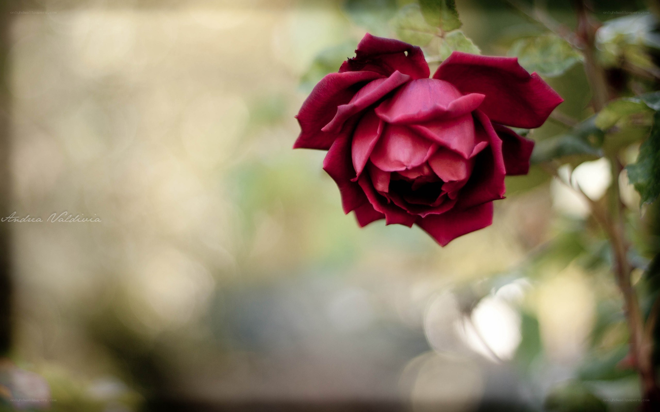 deep red rose in bloom