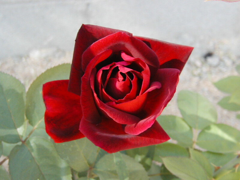 deep red rose in bloom