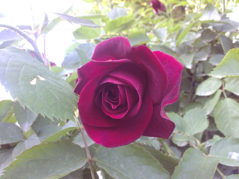 deep red rose in bloom