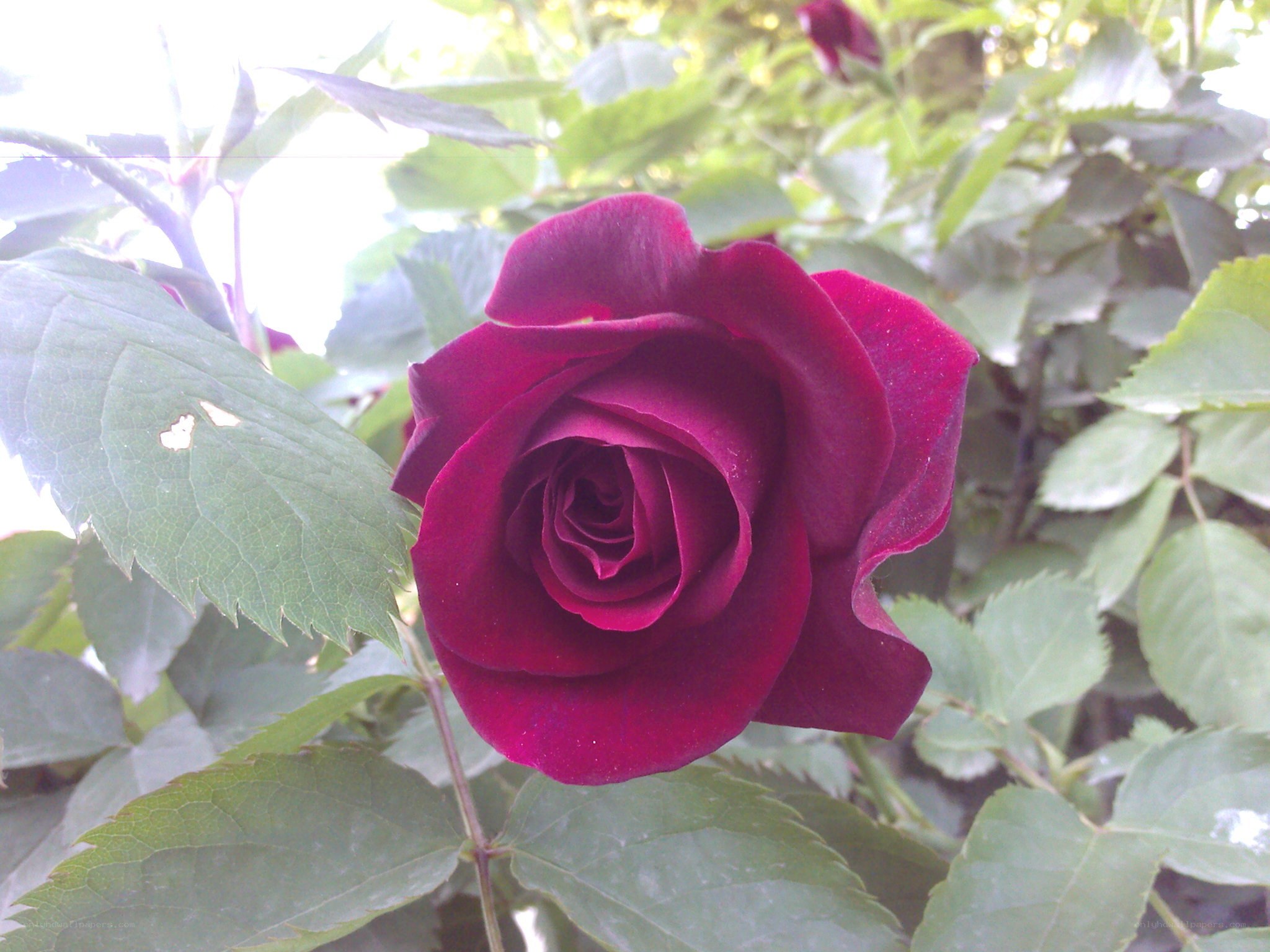 deep red rose in bloom