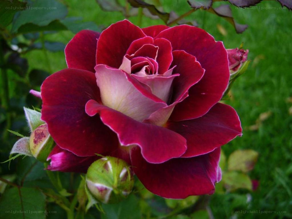 deep red rose in bloom