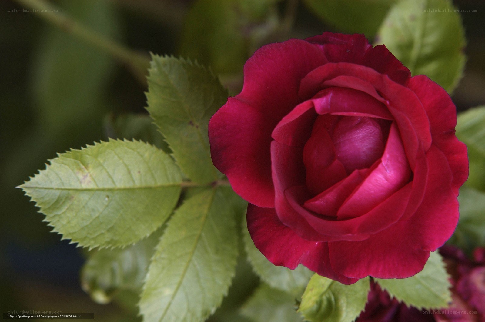 deep red rose in bloom