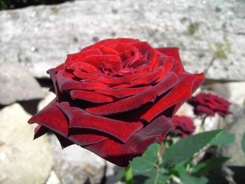 deep red rose in garden