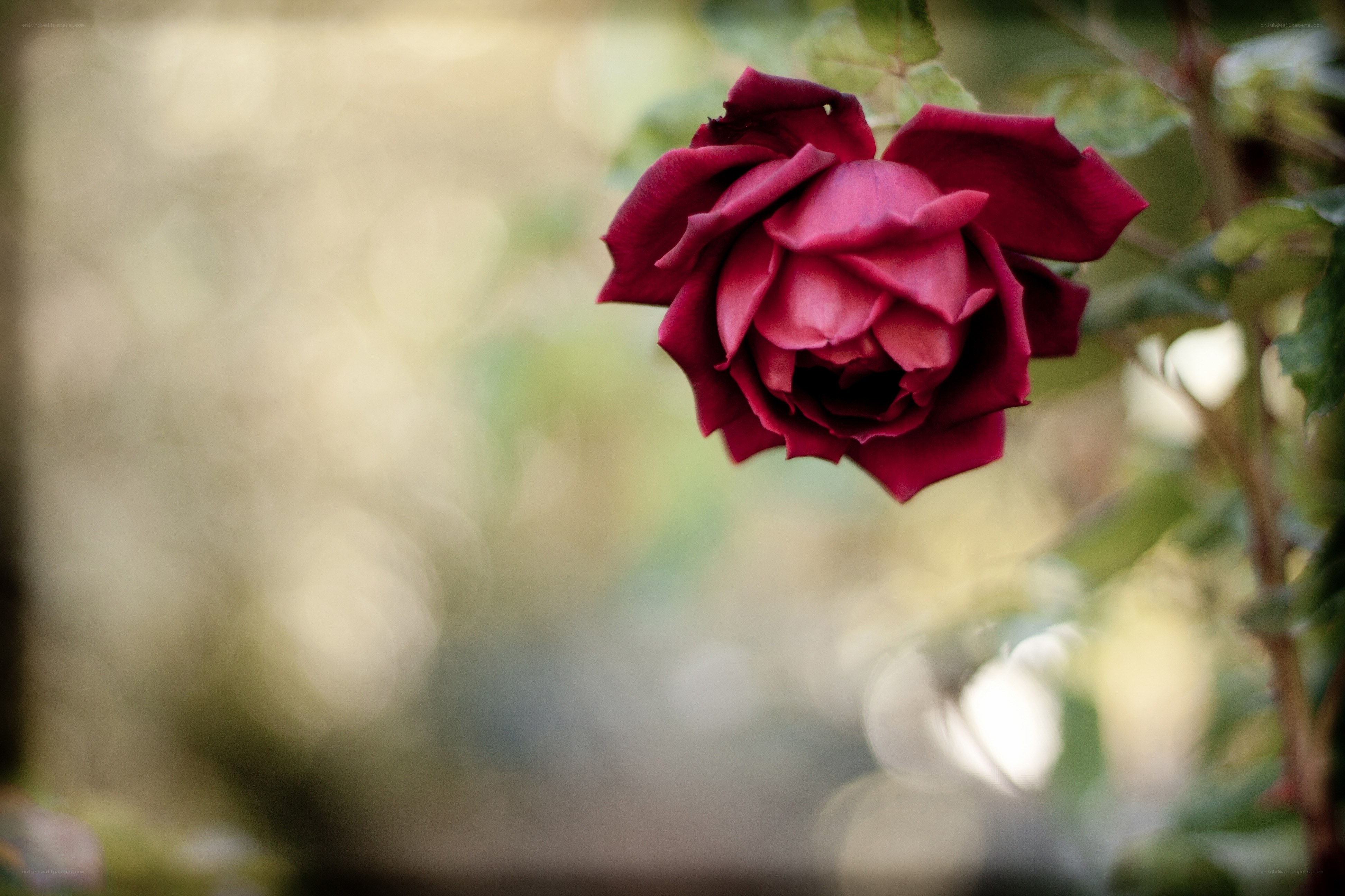 deep red rose in garden