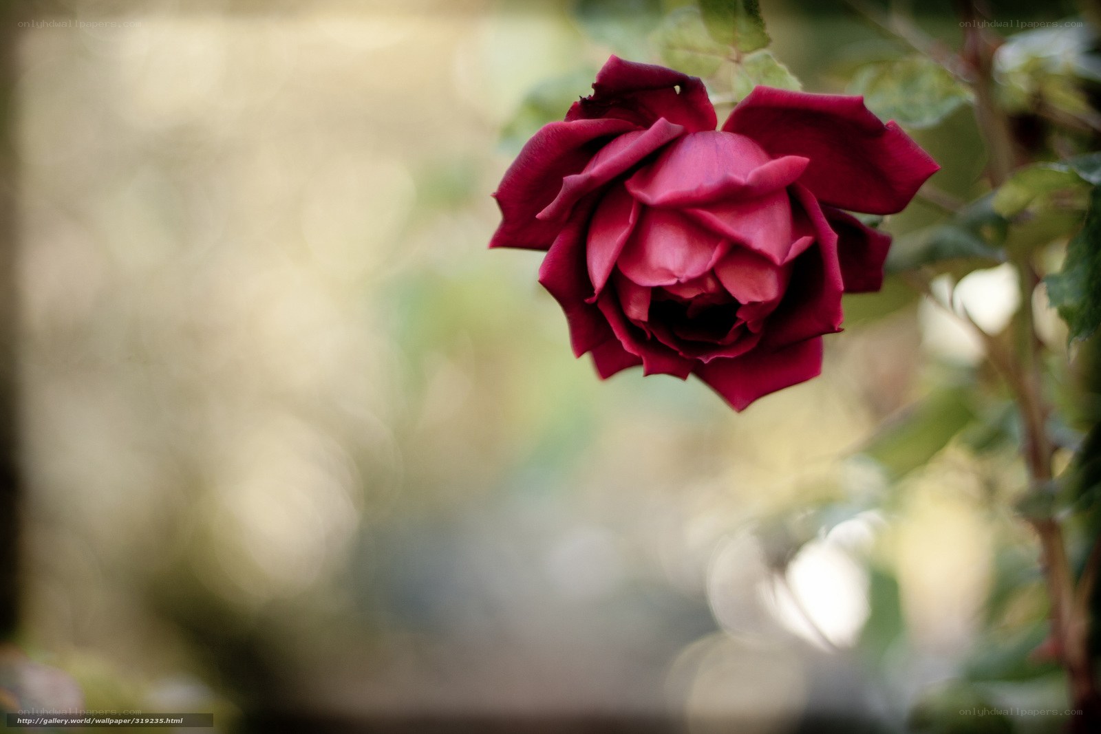 Deep red rose in soft focus