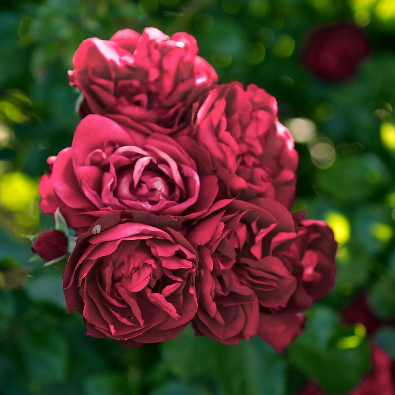 deep red roses in bloom