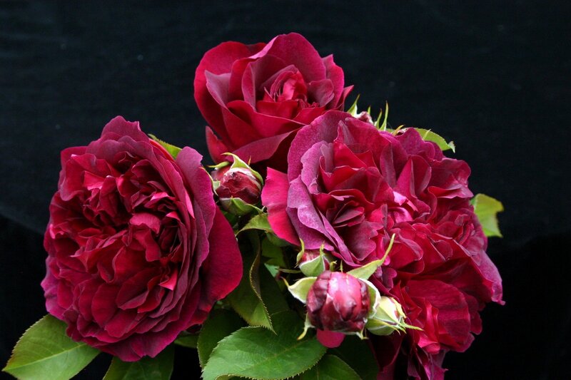 deep red roses in bloom