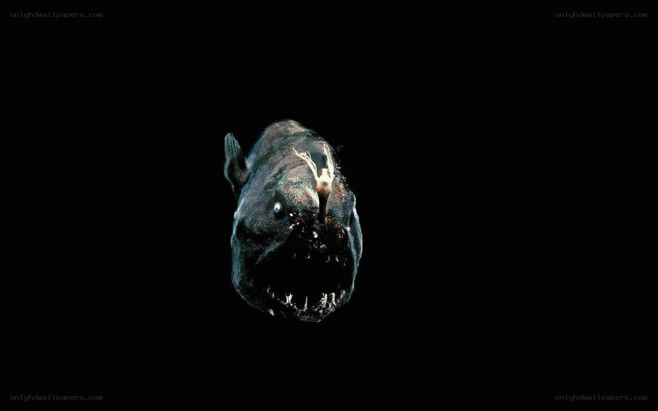 deep-sea anglerfish