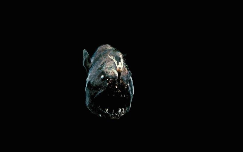 Deep-sea Anglerfish — Black, Dramatic, Photograph