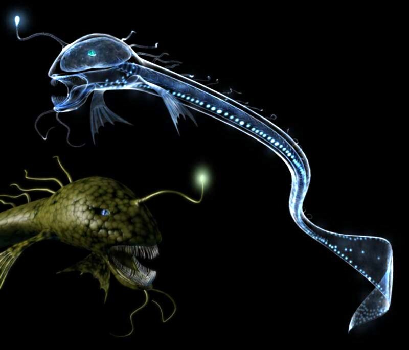 Deep-sea Anglerfish — Black, Dramatic