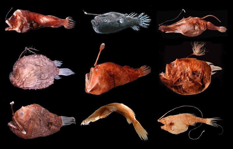 Deep-sea anglerfish specimens