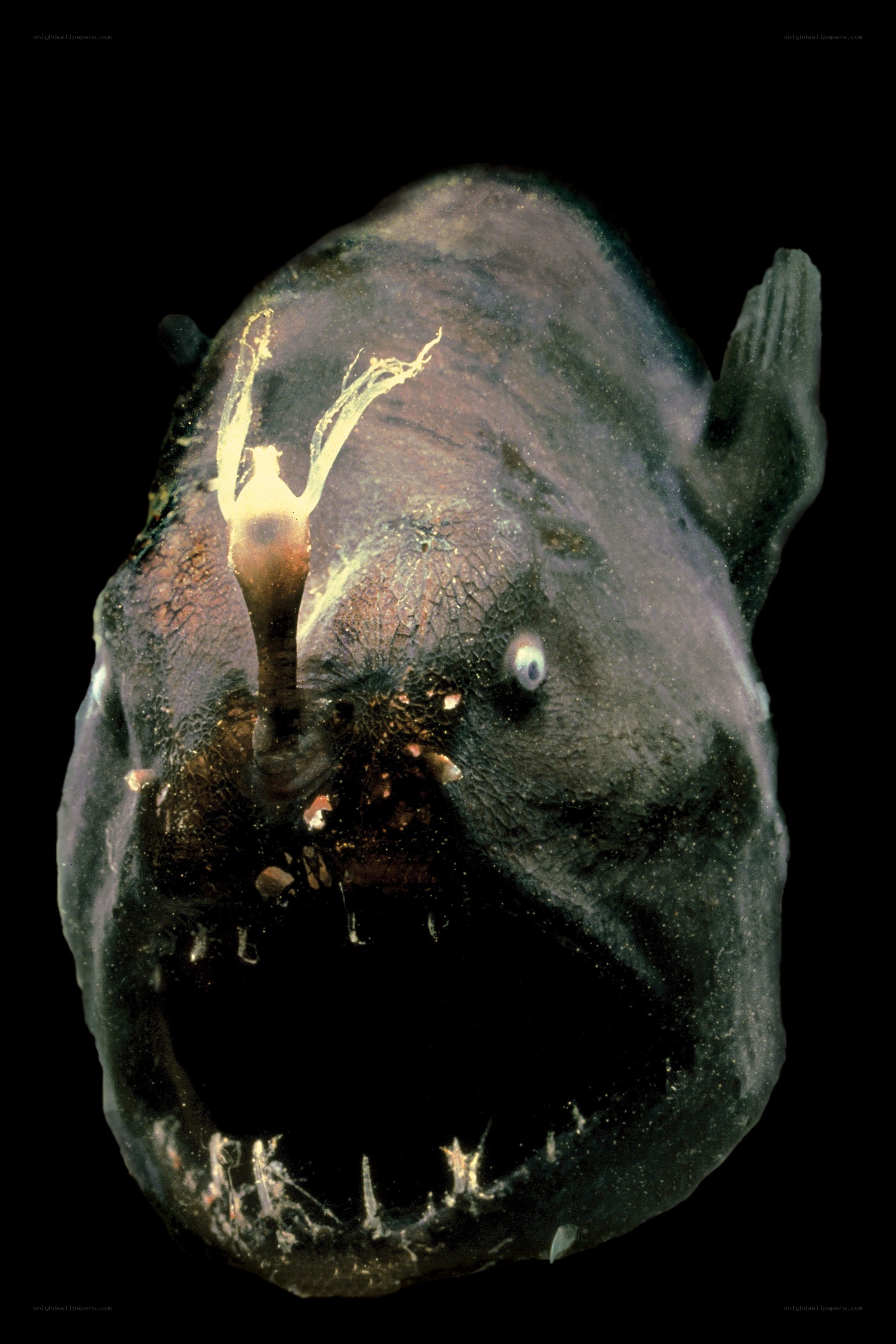 Deep-sea anglerfish