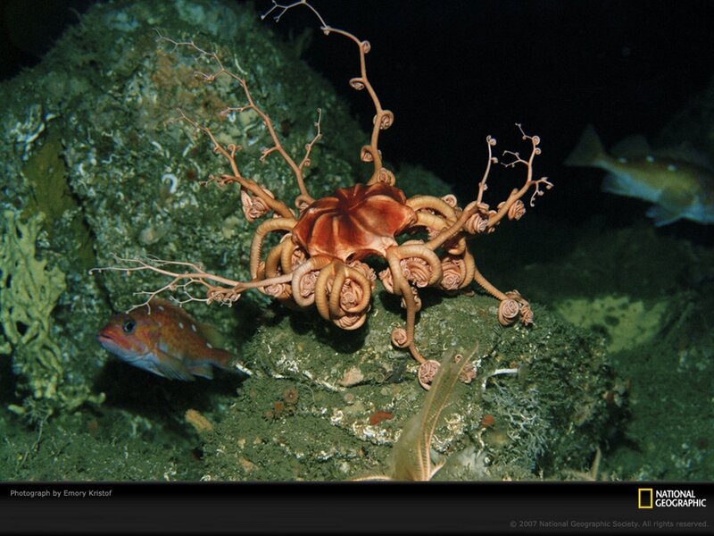 Deep-sea basket star and fish