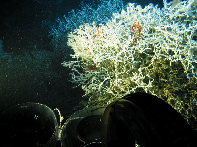 Deep-sea coral and crabs
