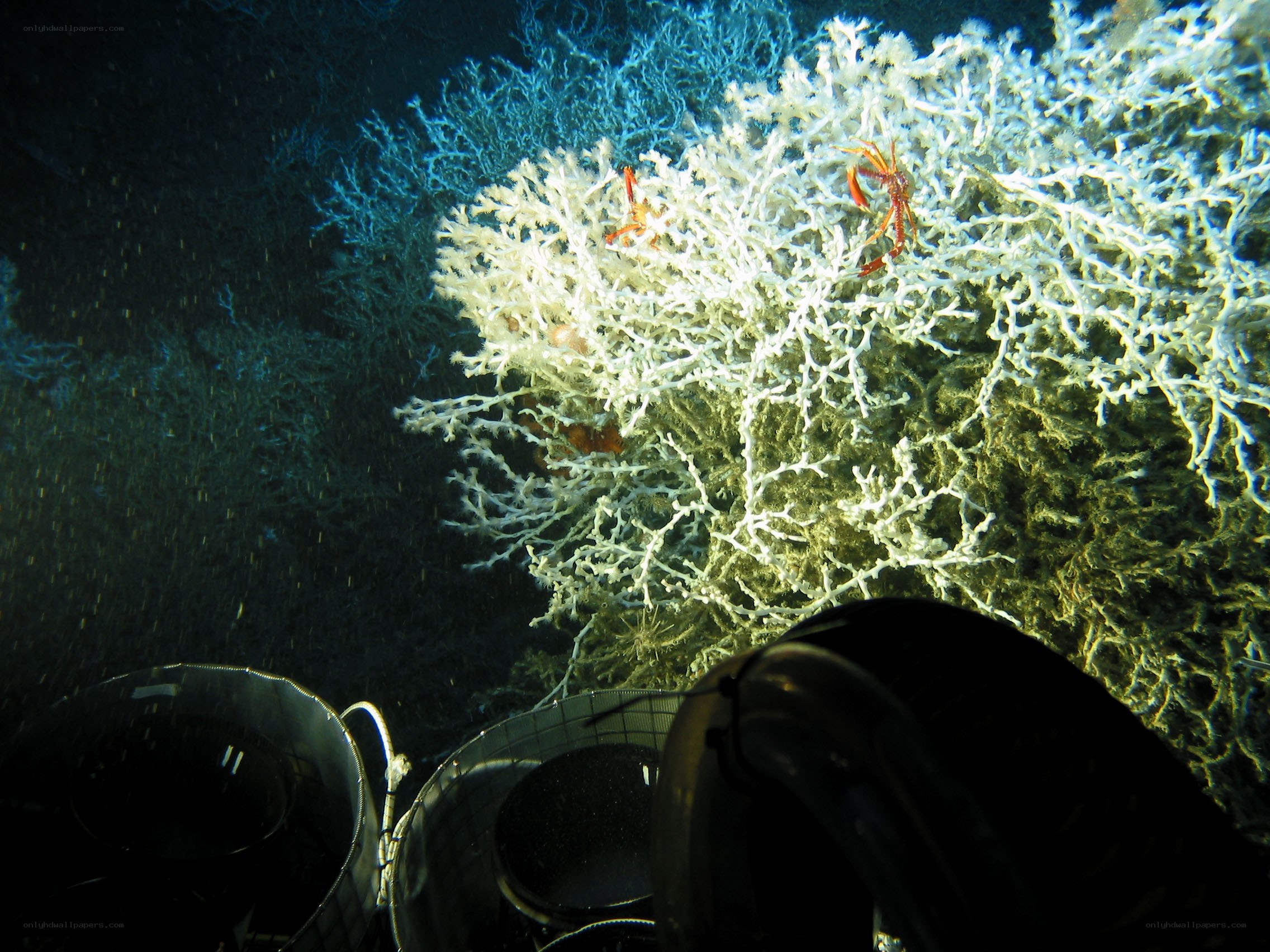 Deep-sea coral and crabs