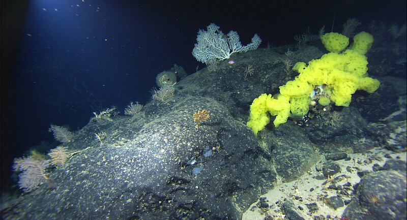 Deep-sea coral and sponge life