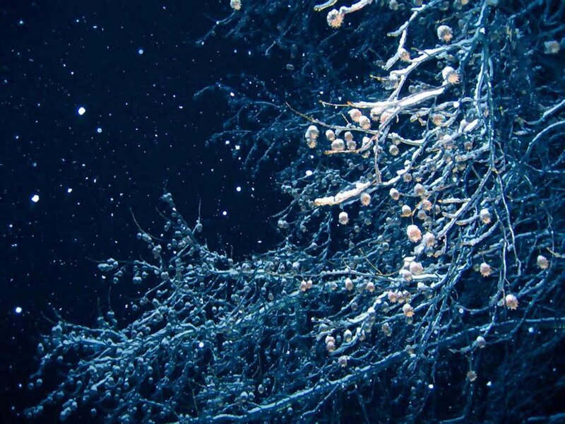 Deep-sea Coral Colony