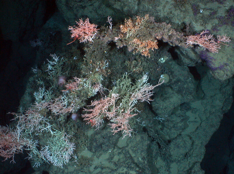 Deep-sea coral formations