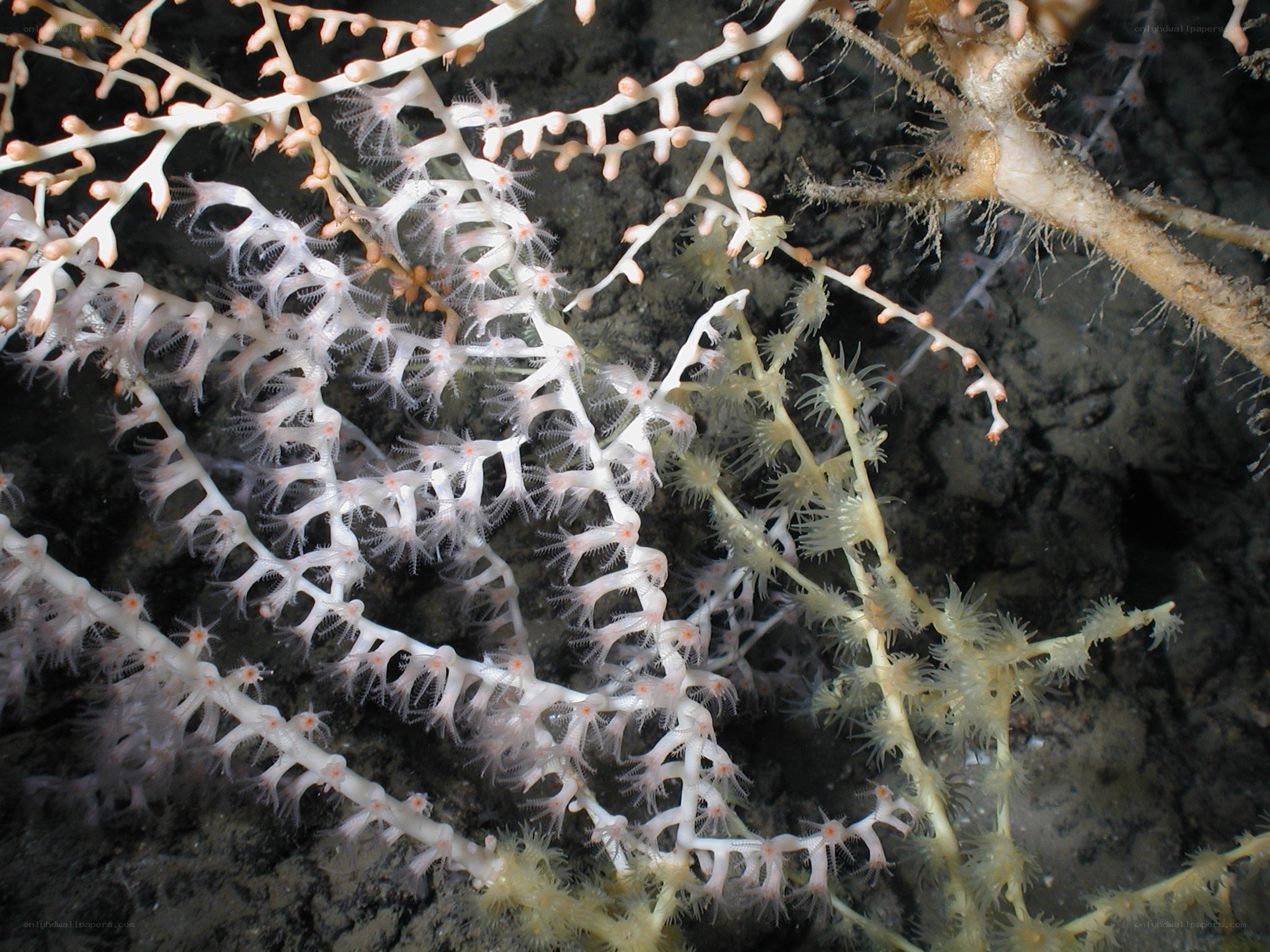 Deep-sea coral formations