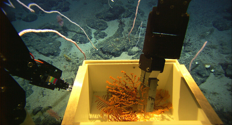 Deep-sea coral sampling