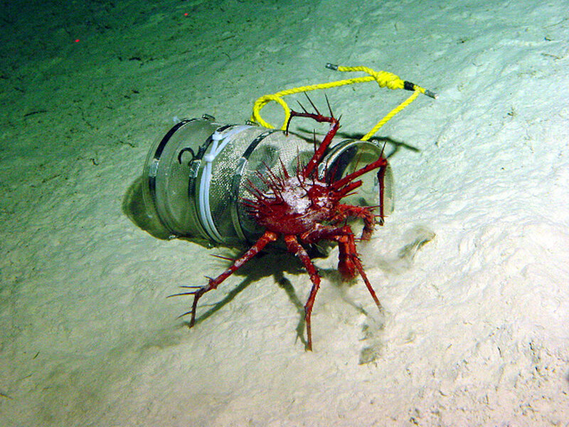 Deep-sea crab near research equipment