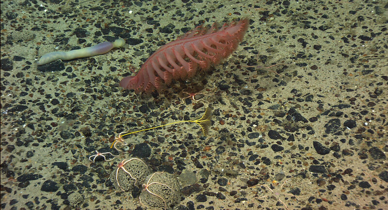 Deep-sea creatures on ocean floor