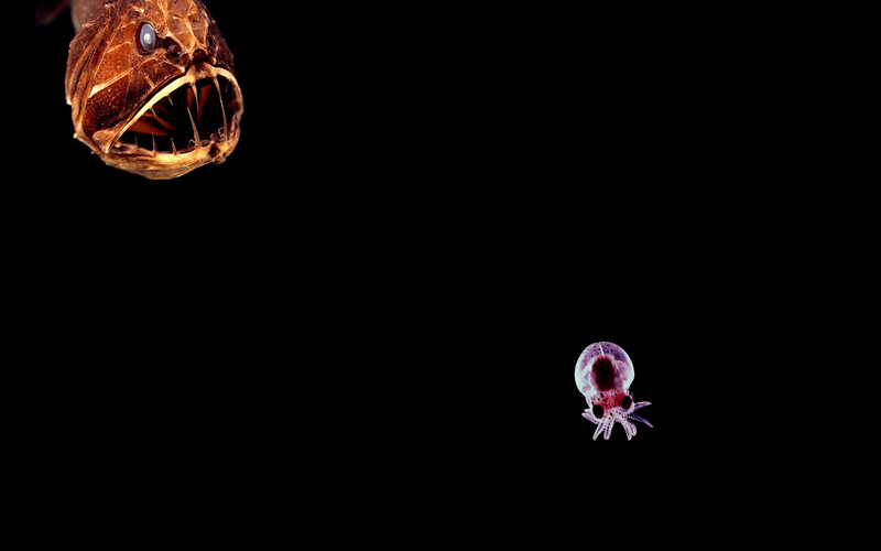 Deep-sea fish and squid