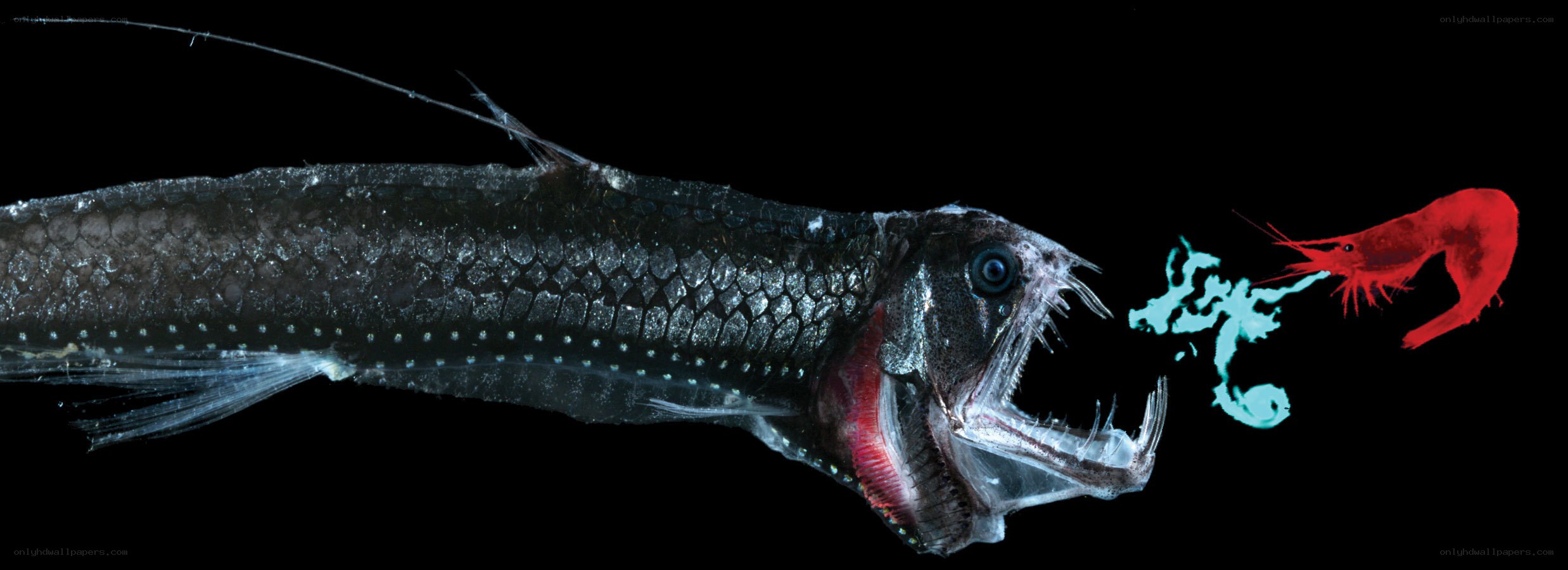 Deep-sea fish hunting shrimp