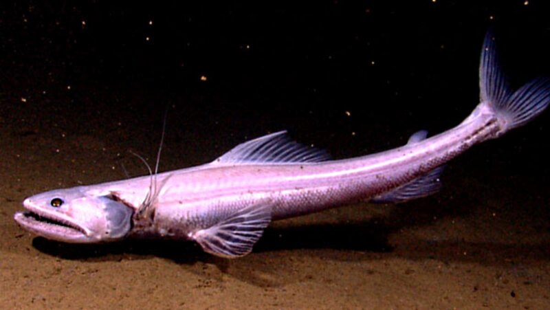 Deep-sea Fish