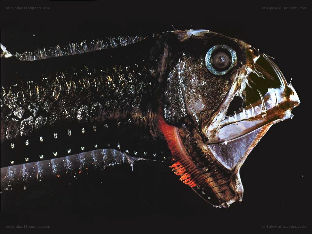 Deep-sea fish with bioluminescence