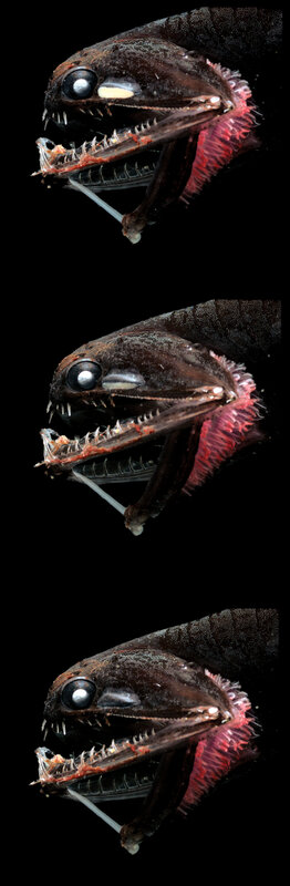 Deep-sea fish with bioluminescent lure