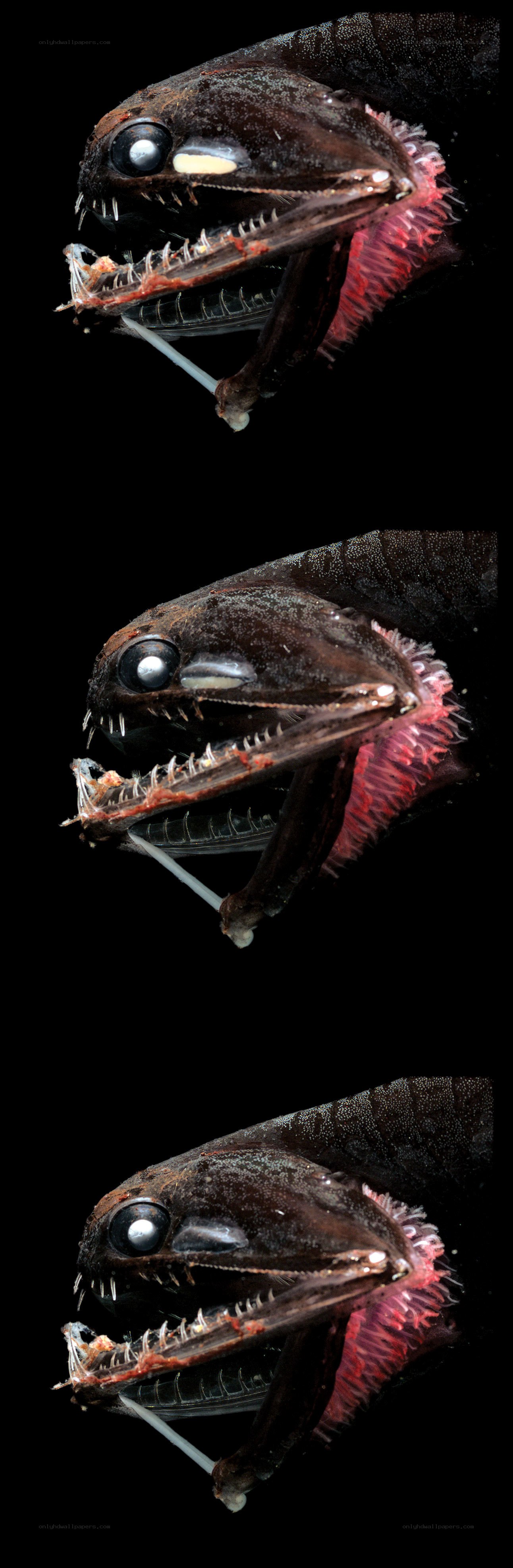 Deep-sea fish with bioluminescent lure