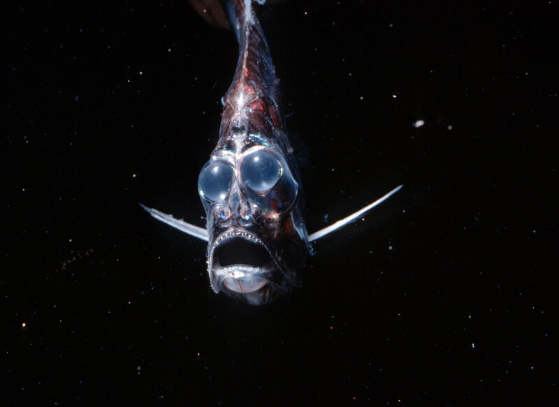 Deep-sea fish with large eyes
