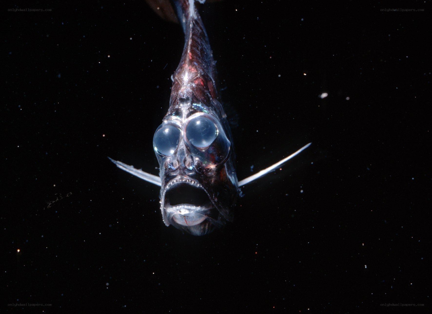 Deep-sea fish with large eyes