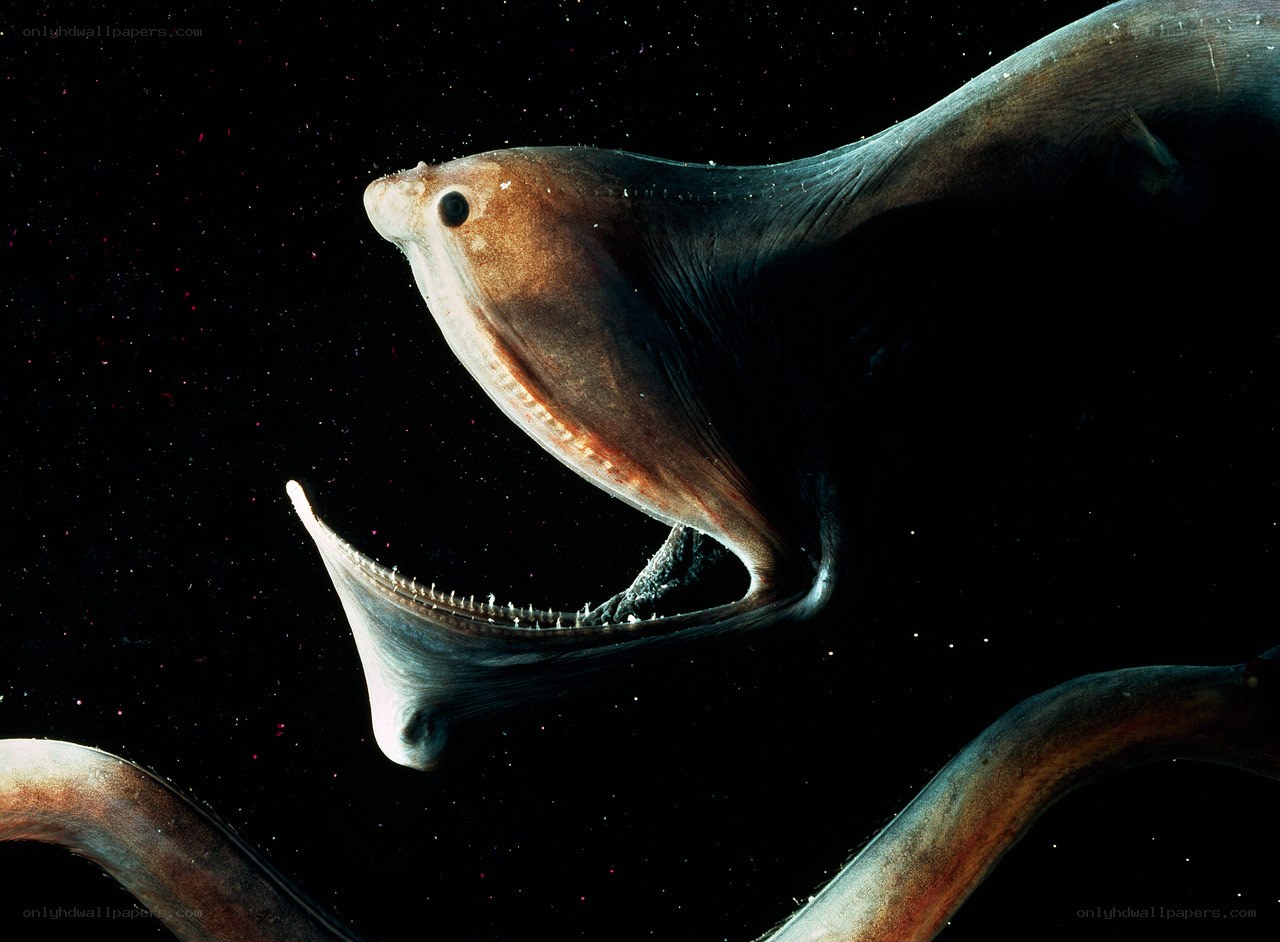Deep-sea fish with open mouth