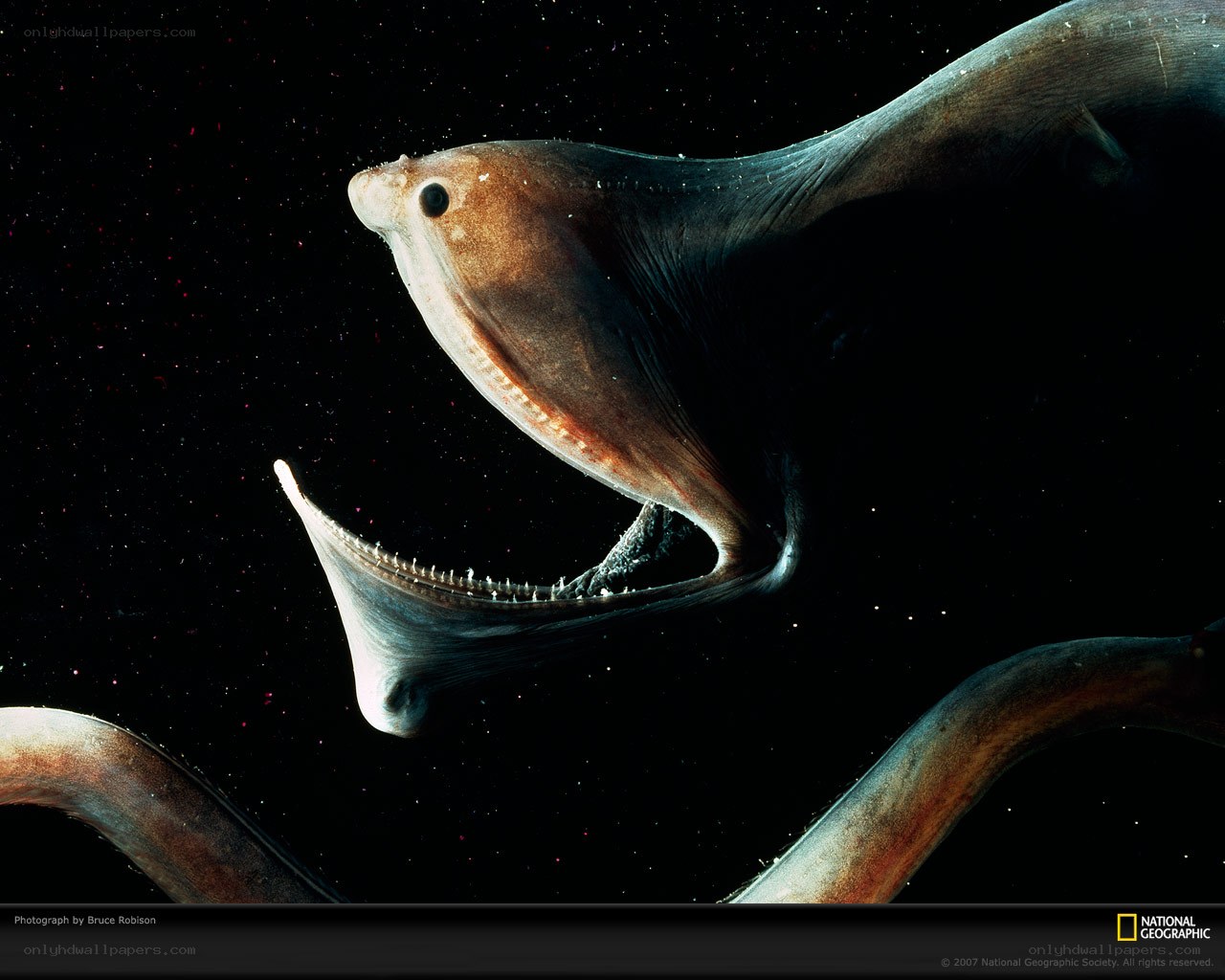 Deep-sea fish with open mouth