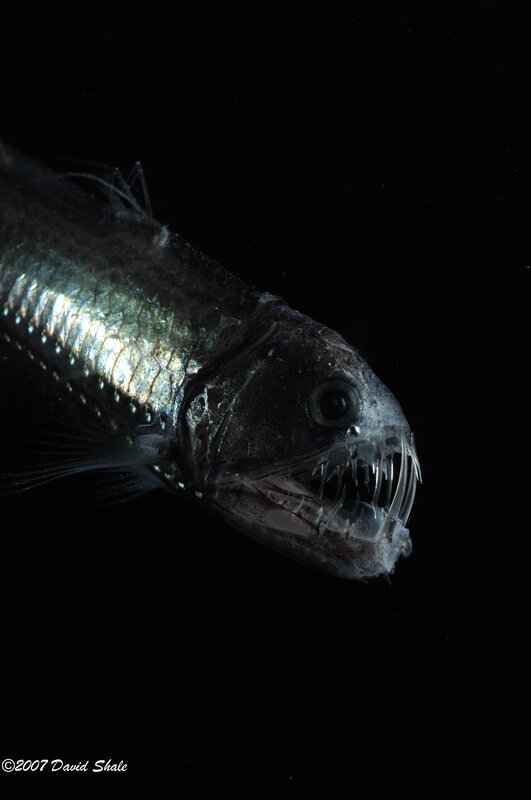 Deep-sea fish with sharp teeth