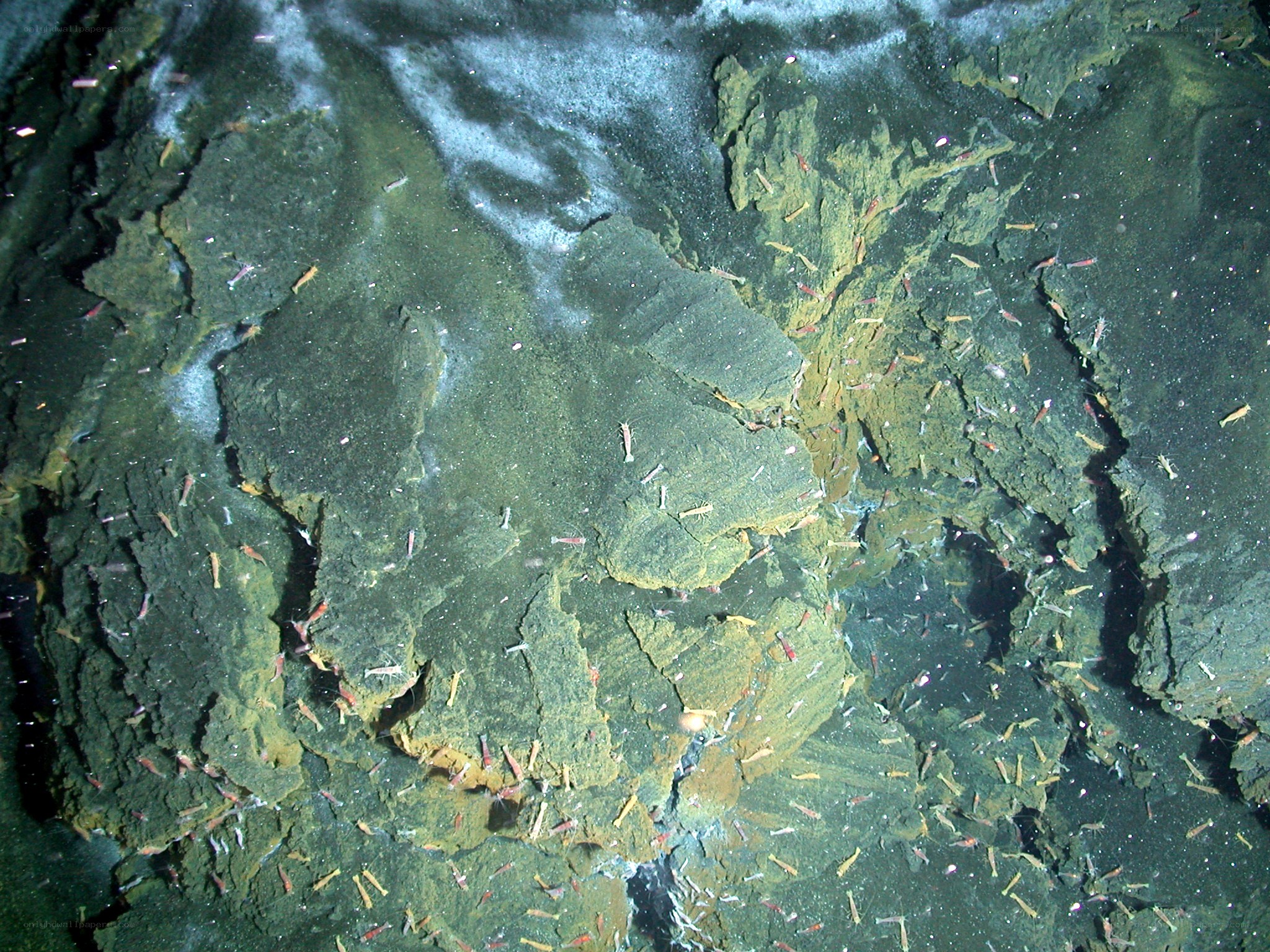 Deep-sea hydrothermal vent community