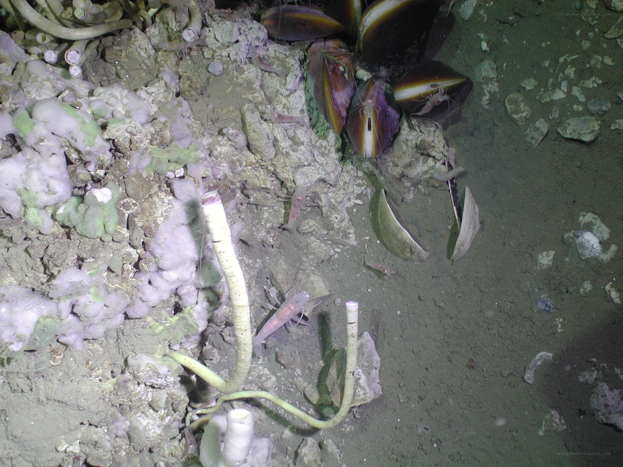 Deep-sea hydrothermal vent life