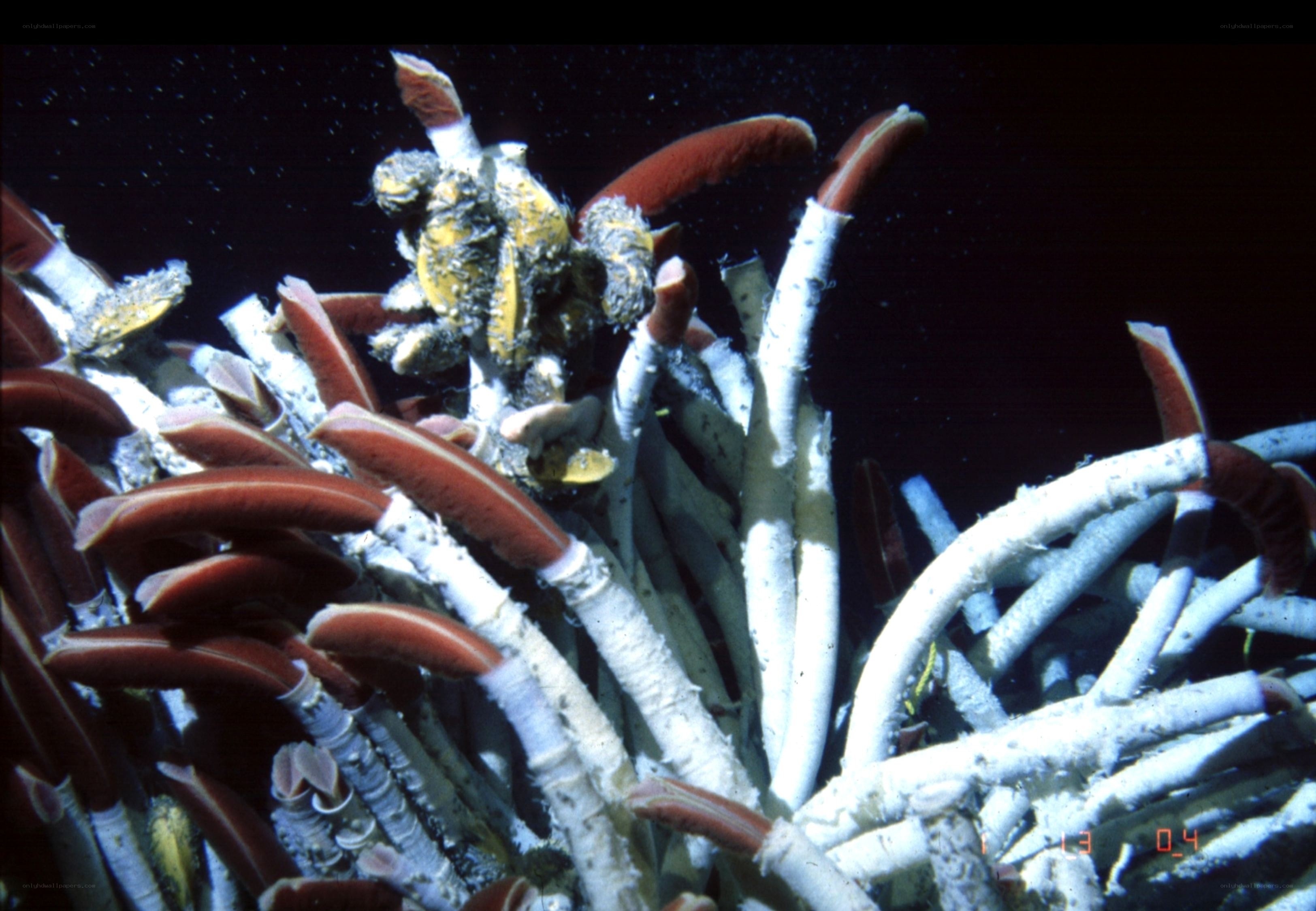 deep-sea tube worms