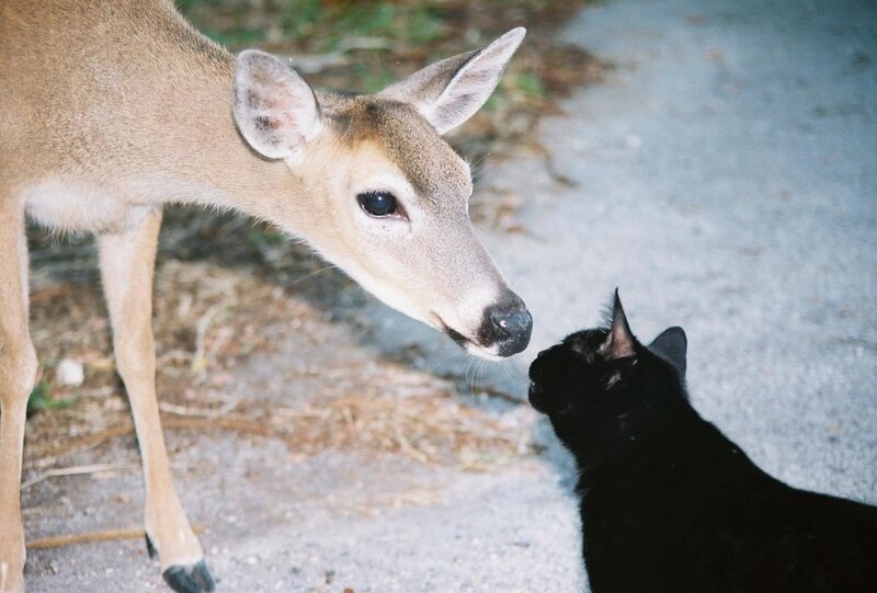 Deer and Black Cat