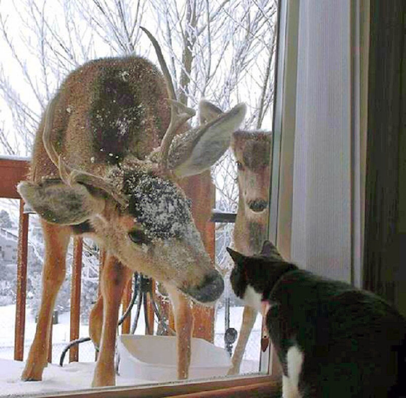 Deer and Cat at Window