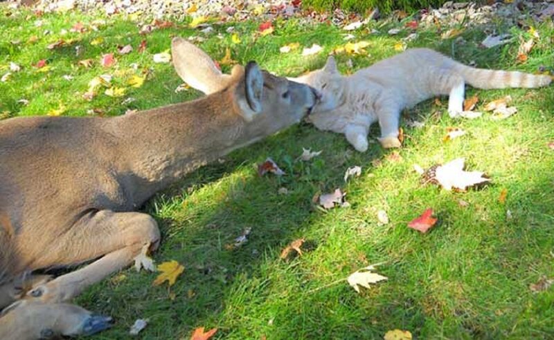 Deer and Cat Interacting