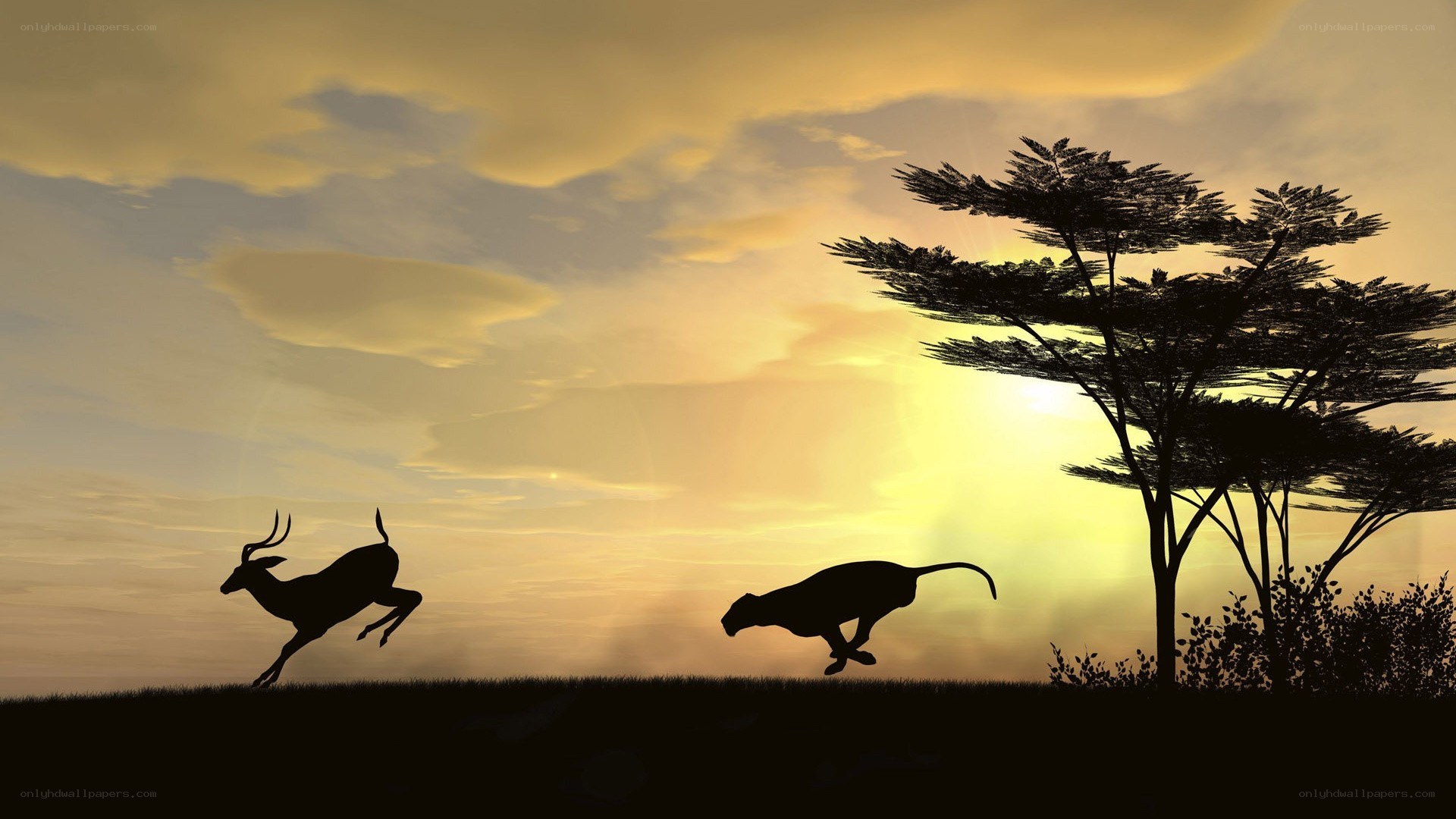 Deer and cheetah at sunset