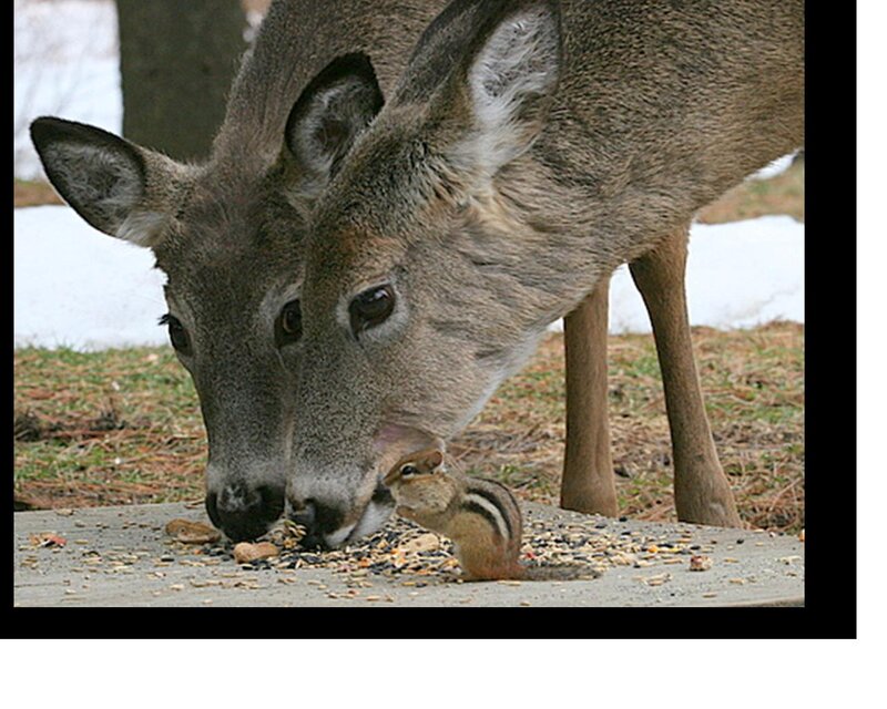 Deer and Chipmunk Eating
