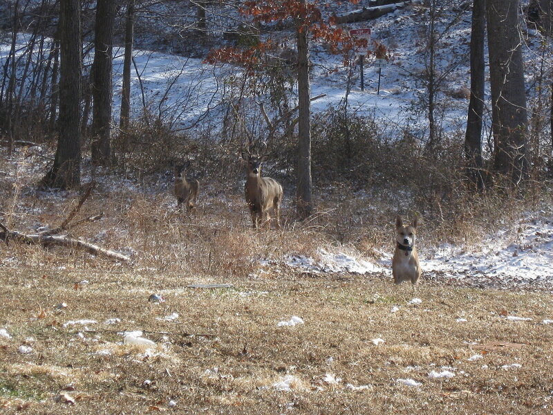 Deer and Dog in Field