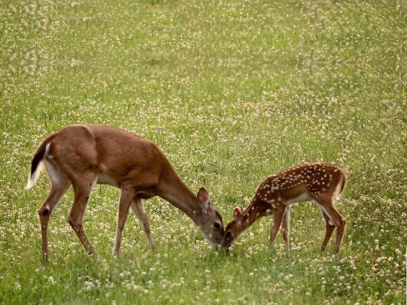 Deer and Fawn Grazing