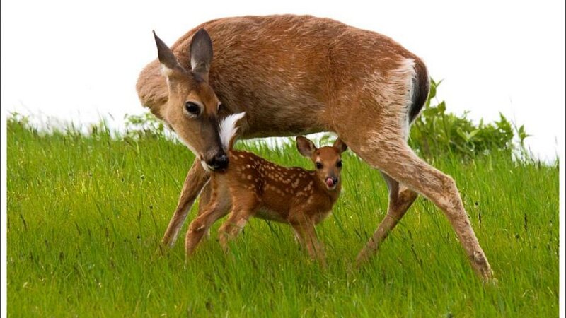 Deer and Fawn — Green