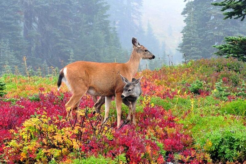 Deer and Fawn in Field